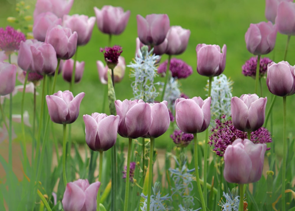 pink and white flowers in tilt shift lens