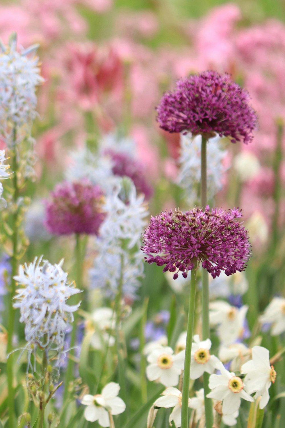 pink and white flower in tilt shift lens