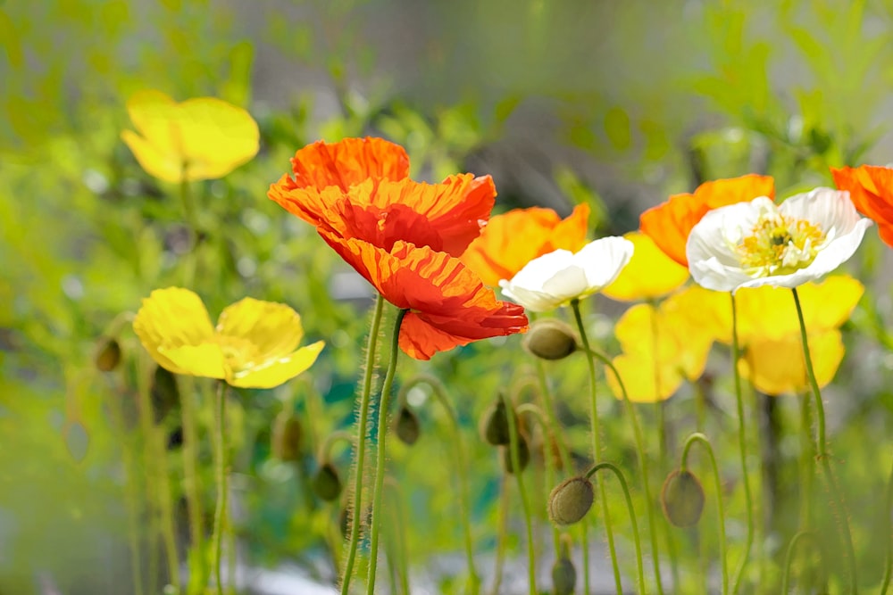 red and yellow flower in tilt shift lens