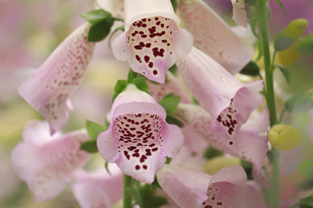 purple and white moth orchids in bloom during daytime