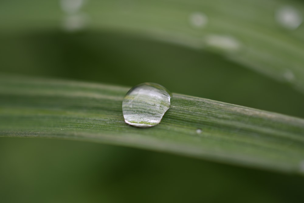 Gota de agua sobre hoja verde