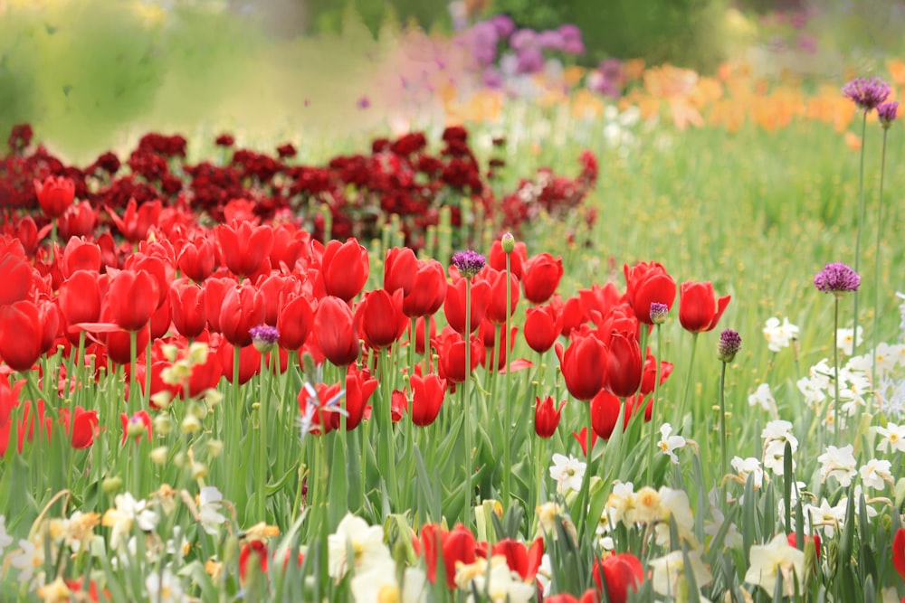 red and white tulips field during daytime