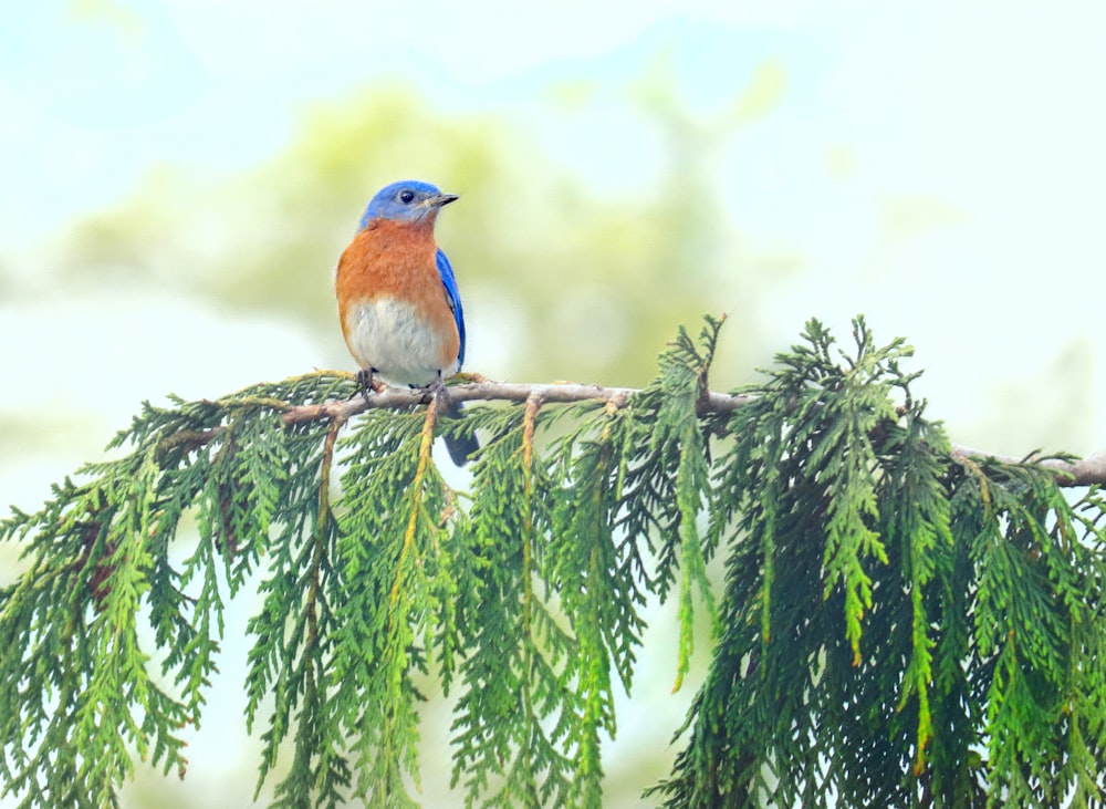 pássaro azul e marrom no galho verde da árvore durante o dia