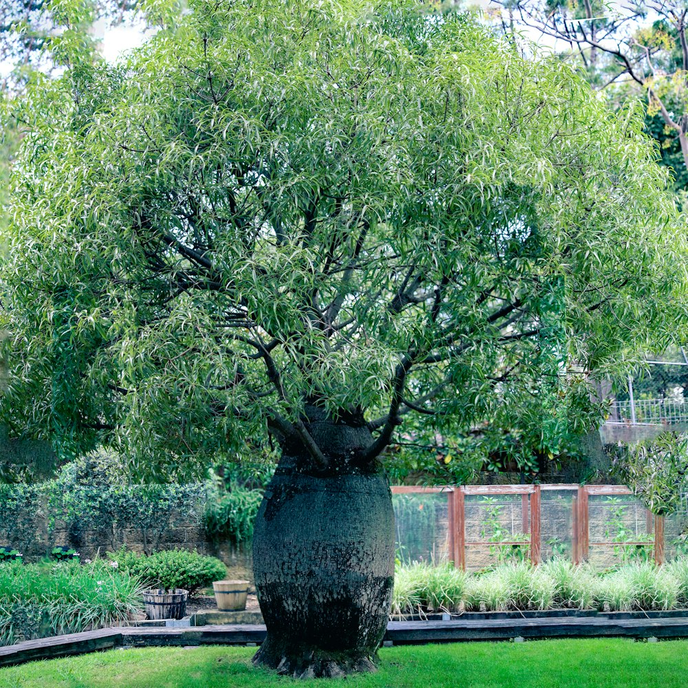 green tree on green grass field during daytime