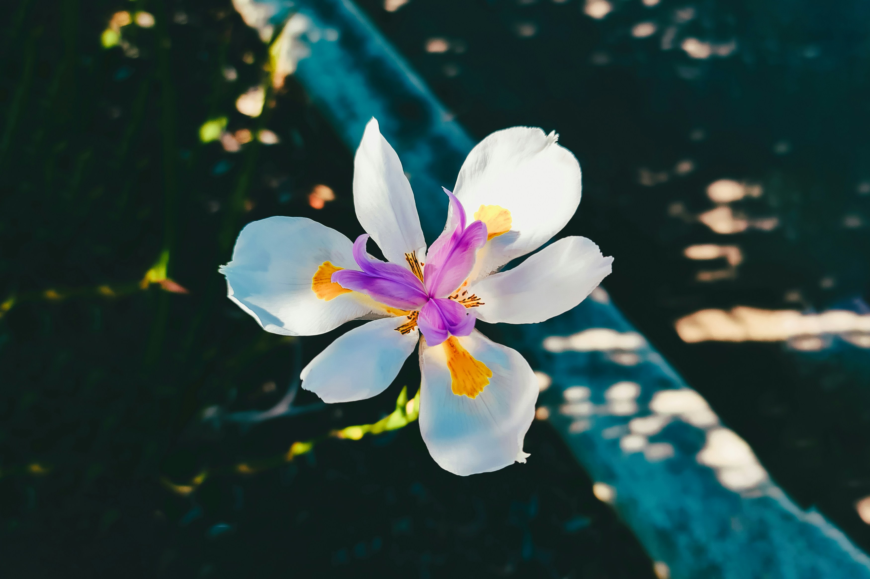 white and yellow flower in tilt shift lens