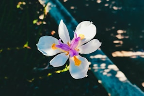 A single, delicate white iris flower with purple and yellow details in the center. The flower stands prominently against a dark, softly blurred background, which includes patches of sunlight creating an impression of dappled shade.