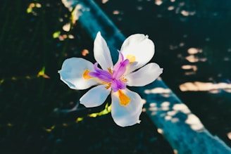 A single, delicate white iris flower with purple and yellow details in the center. The flower stands prominently against a dark, softly blurred background, which includes patches of sunlight creating an impression of dappled shade.