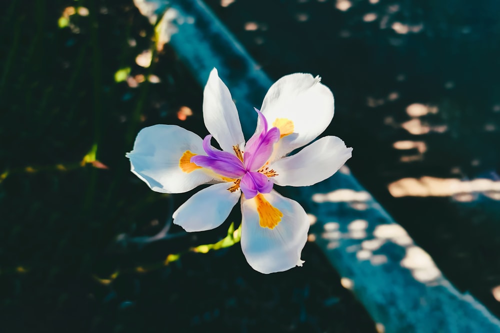 white and yellow flower in tilt shift lens