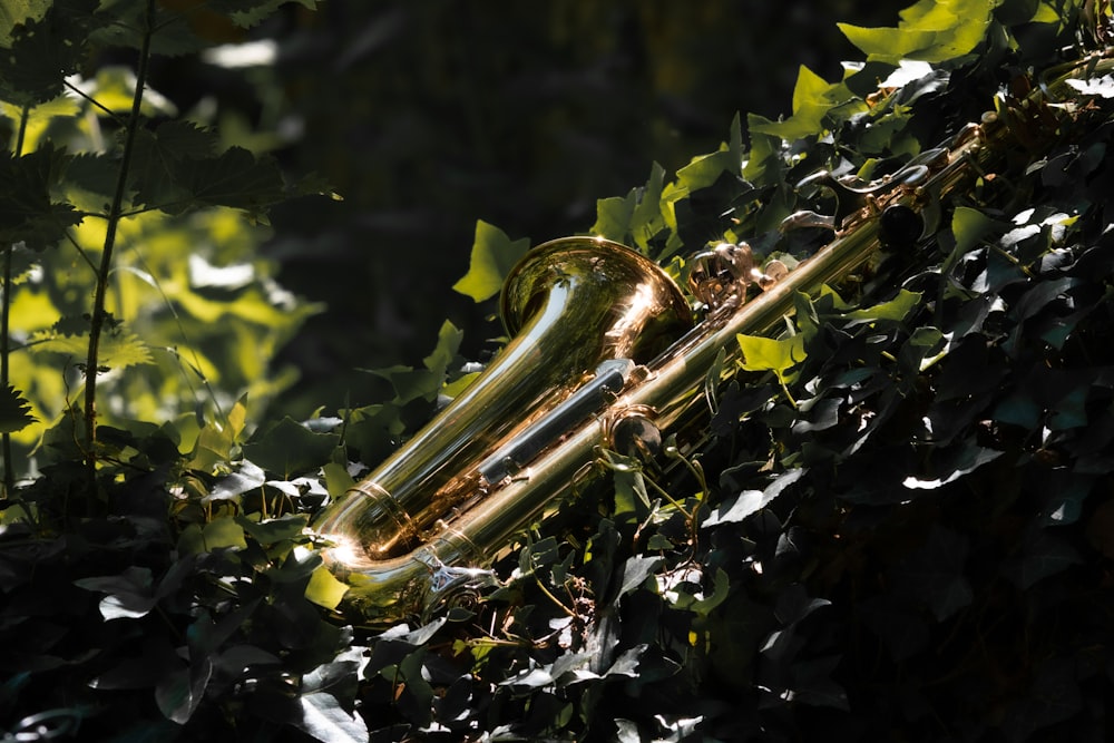 gold trumpet on green plant
