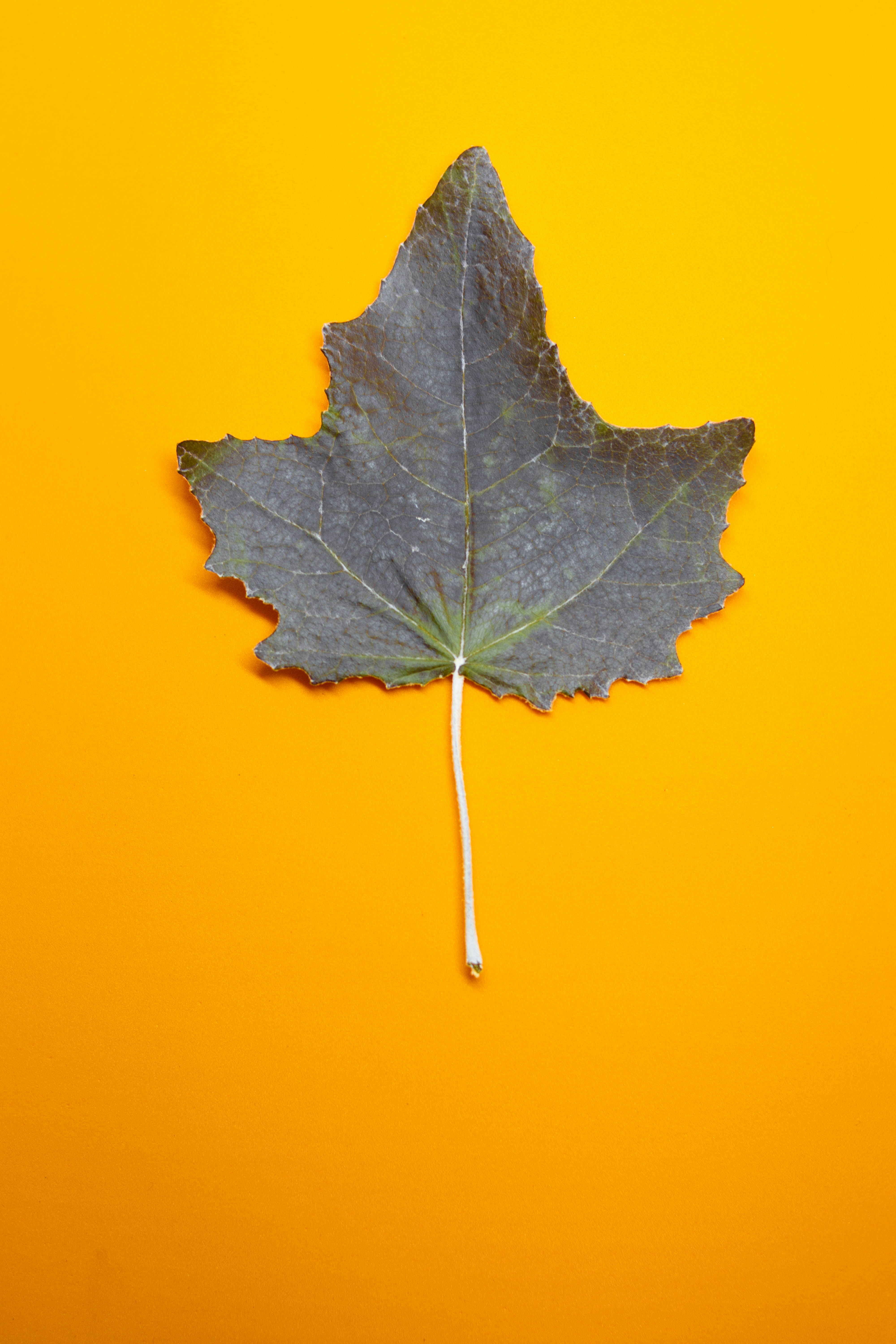 Photo by lucasgwendt