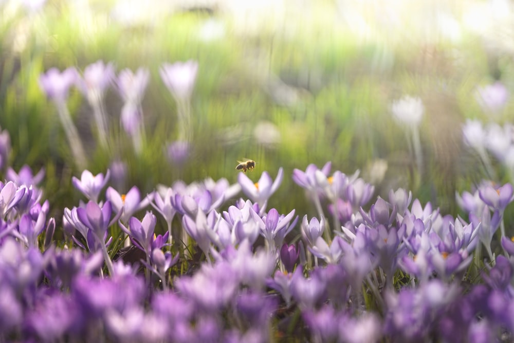 昼間の紫色の花畑