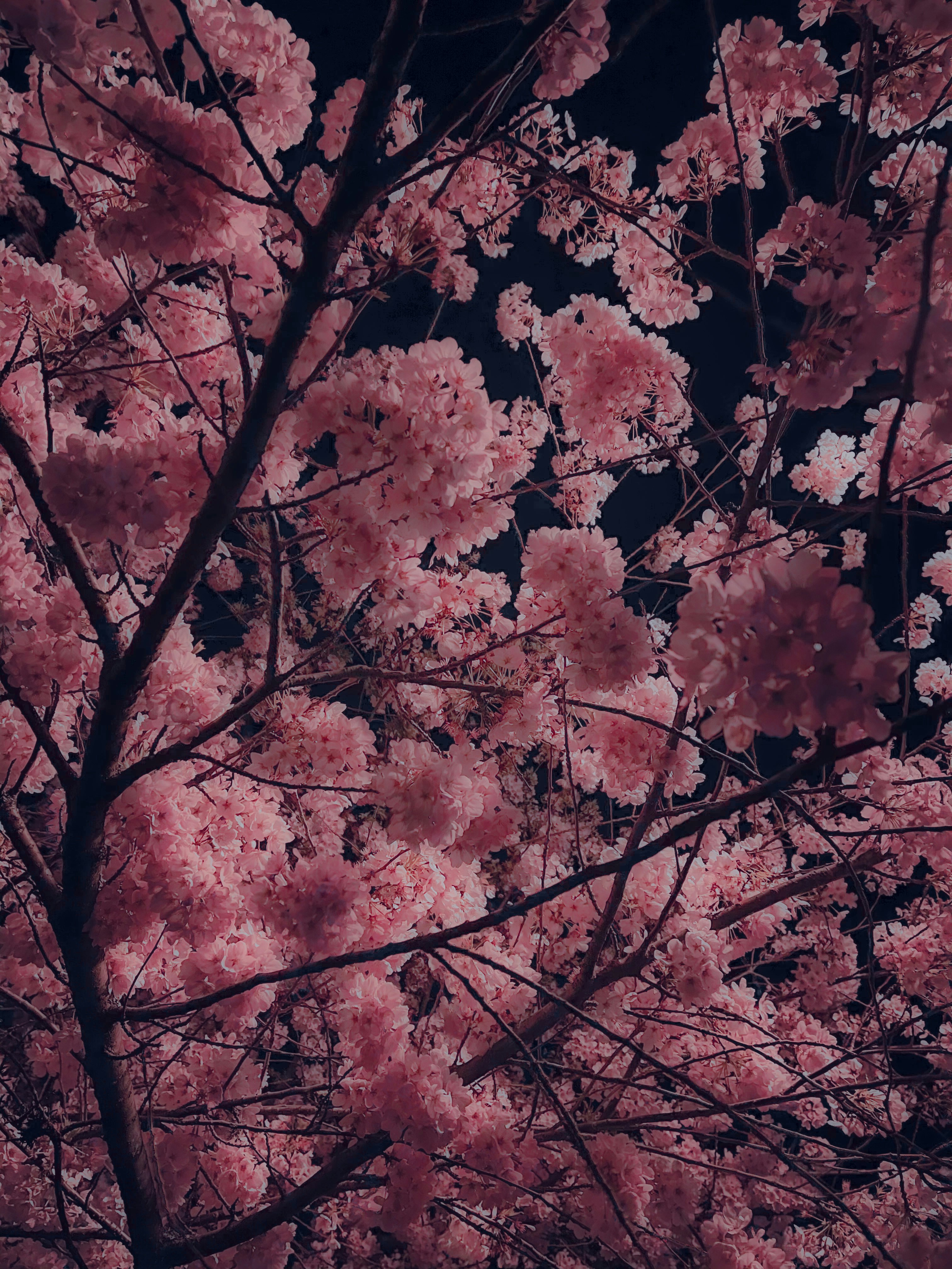 cerezo rosa en flor durante el día