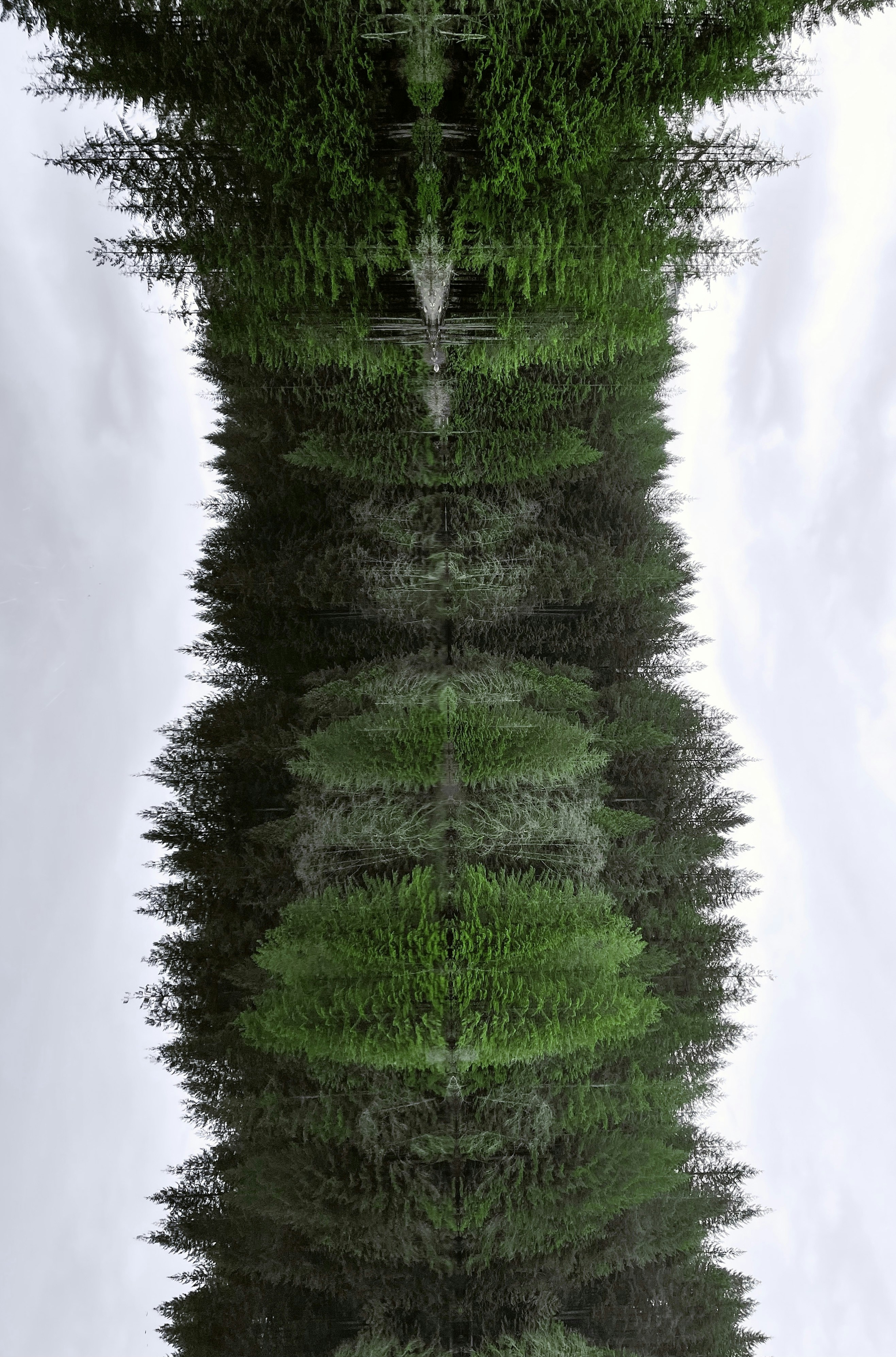 pino verde bajo el cielo blanco