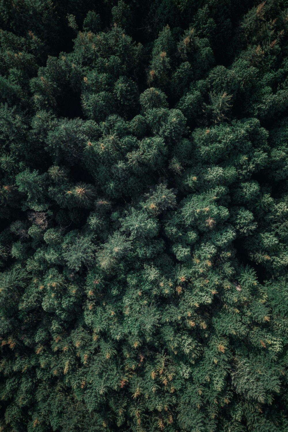 arbres verts pendant la journée