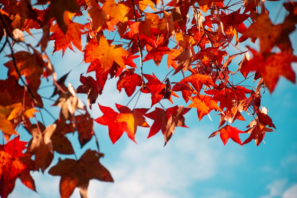 昼間の青空に紅葉する紅葉