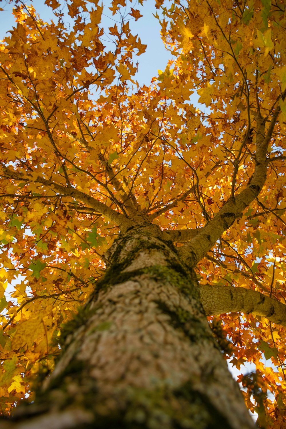 brown and yellow leaves on tree