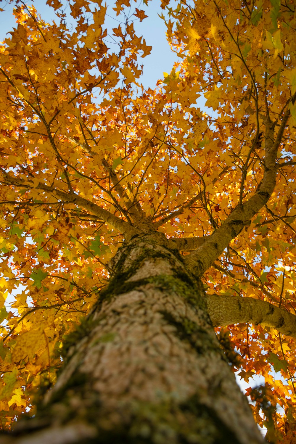 foglie marroni e gialle sull'albero