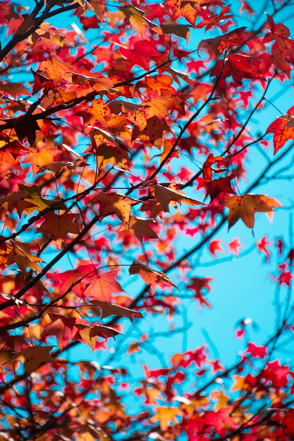 brown and red leaves during daytime