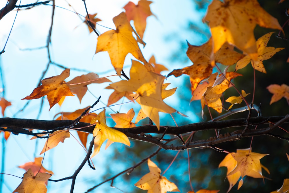 brown maple leaves in tilt shift lens