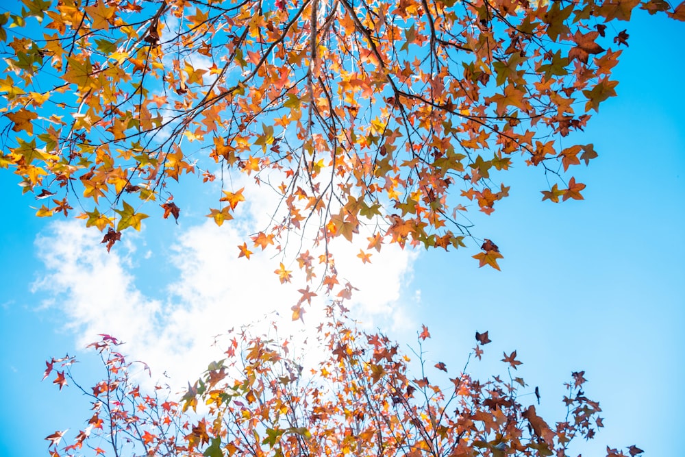 brown leaves under blue sky during daytime