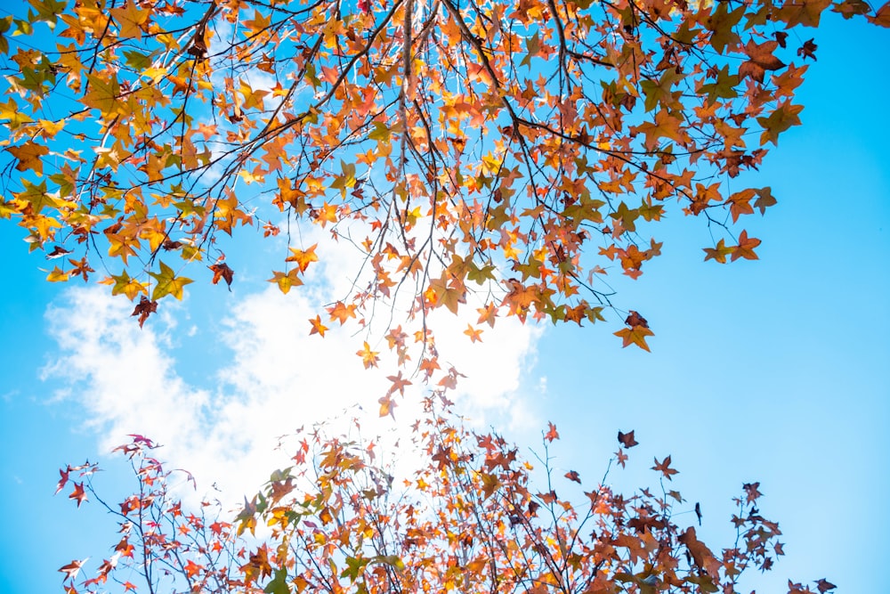 foglie marroni sotto il cielo blu durante il giorno