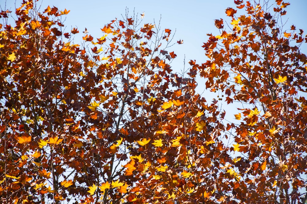 yellow and brown maple leaves