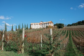 A vineyard stretches across rolling hills with neatly aligned rows of grapevines. In the background, there is a large, multi-story building with a red roof, surrounded by tall cypress trees. The sky is clear and bright blue with a few scattered clouds.