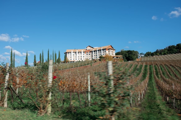 A vineyard stretches across rolling hills with neatly aligned rows of grapevines. In the background, there is a large, multi-story building with a red roof, surrounded by tall cypress trees. The sky is clear and bright blue with a few scattered clouds.