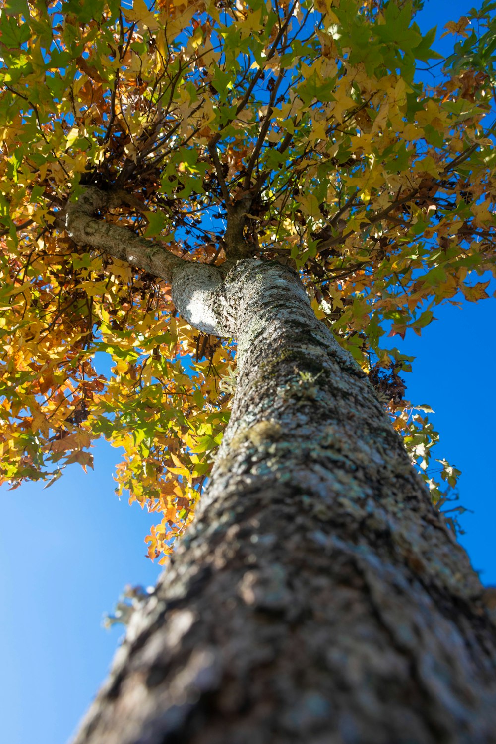 low angle photography of green and brown tree under blue sky during daytime