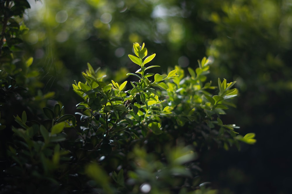 green leaves in tilt shift lens