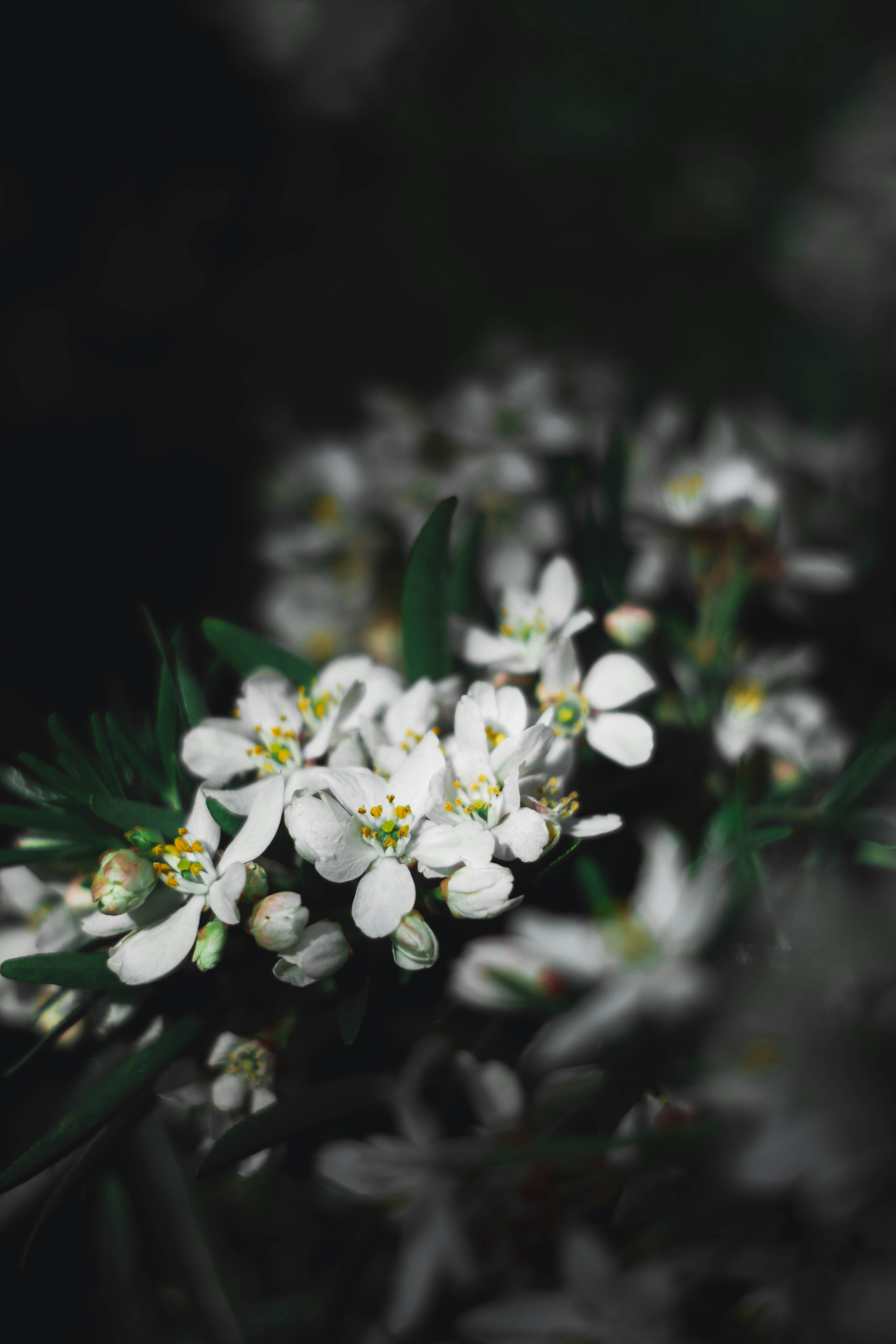 floral wallpaper natural, wallpaper, Eco-Friendly Floral Design: Sustainable Practices 5