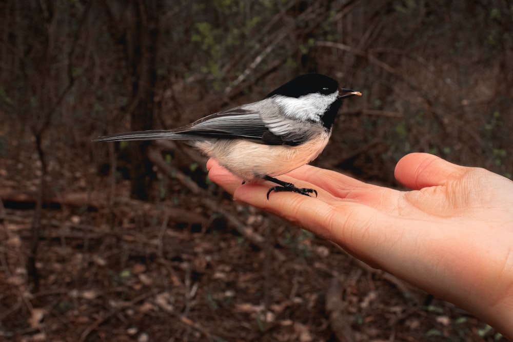white and black bird on persons hand