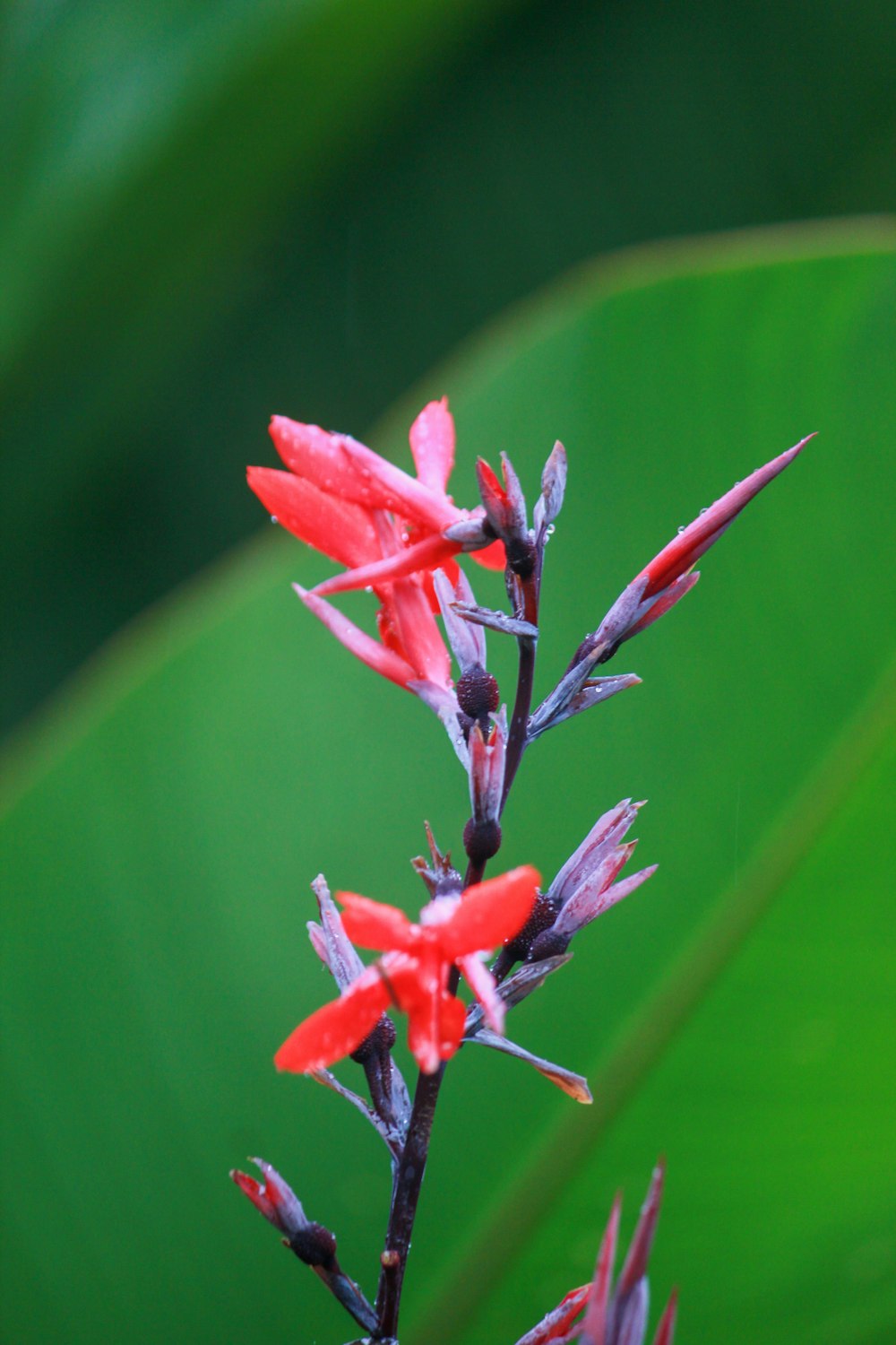 red flower in tilt shift lens