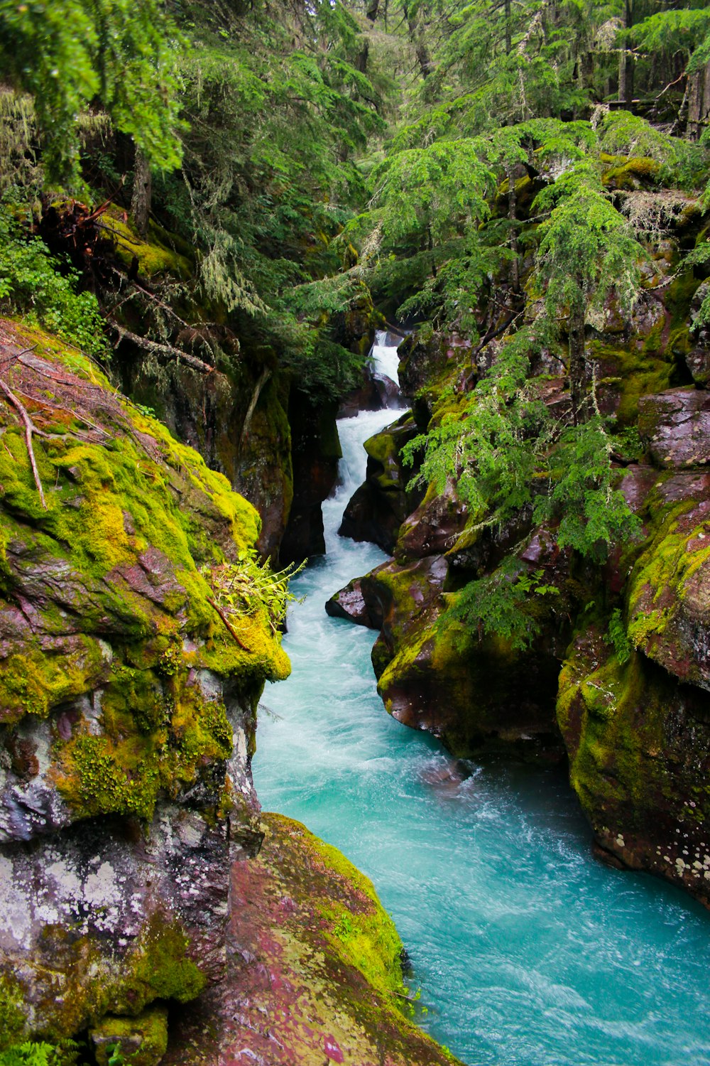 green moss on rocky river