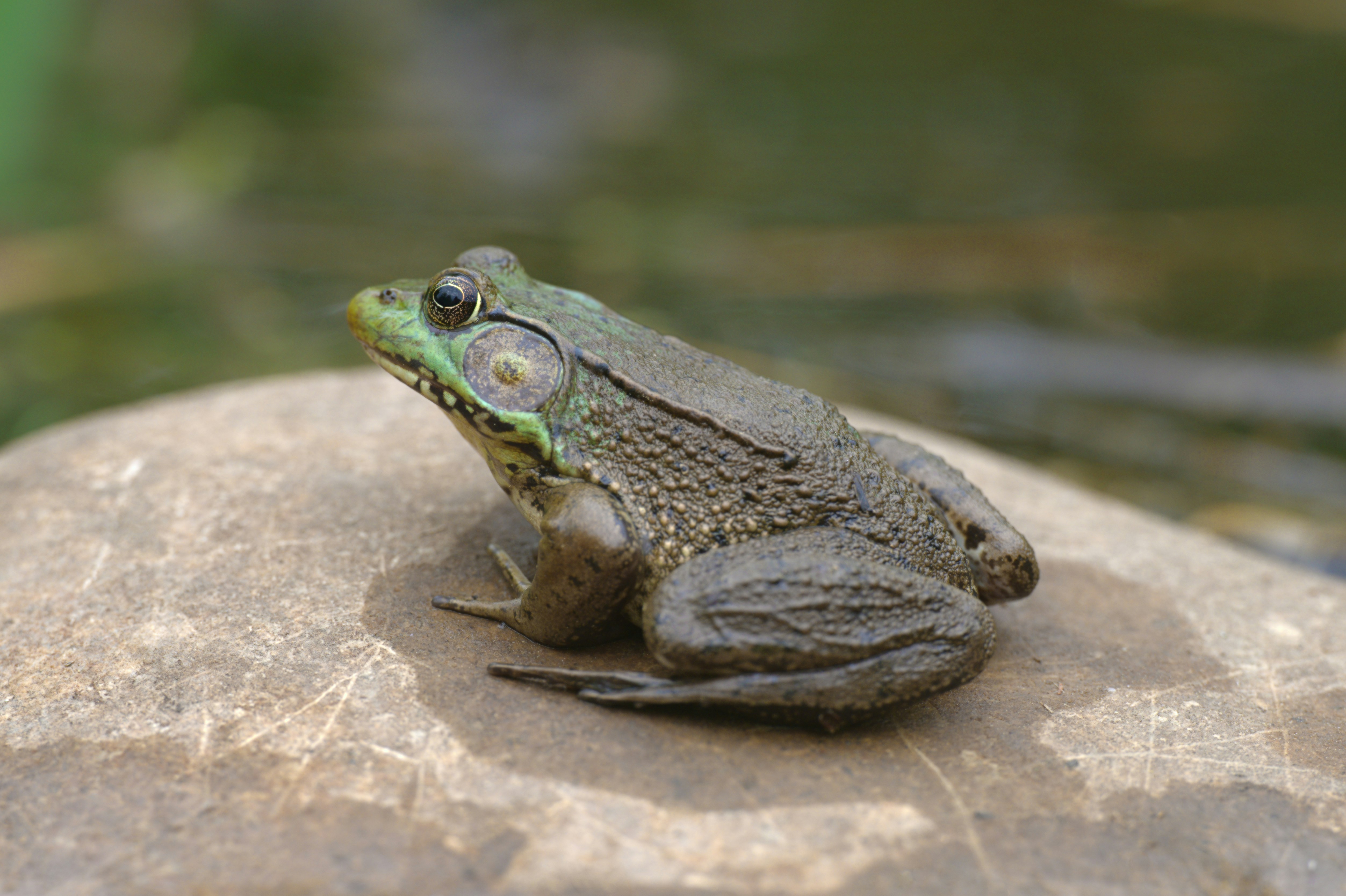 30k+ Green Frog Pictures | Download Free Images on Unsplash