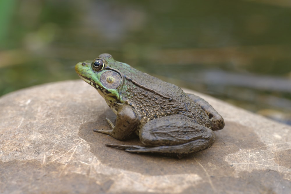 green frog on brown rock