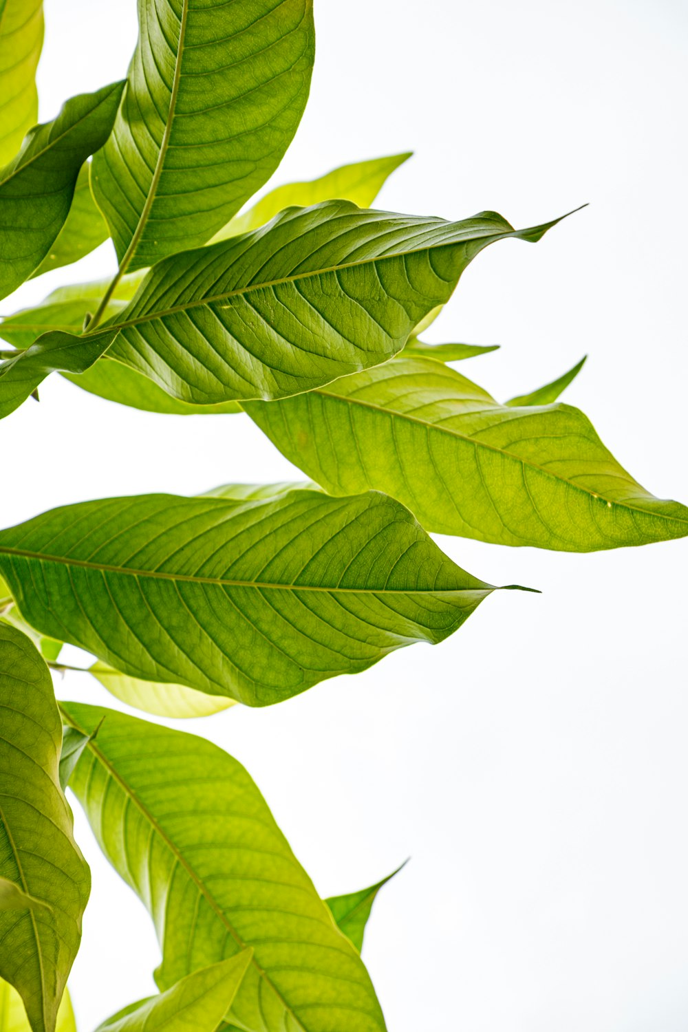 green leaves on white background