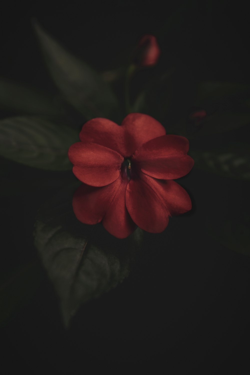 red flower in black background