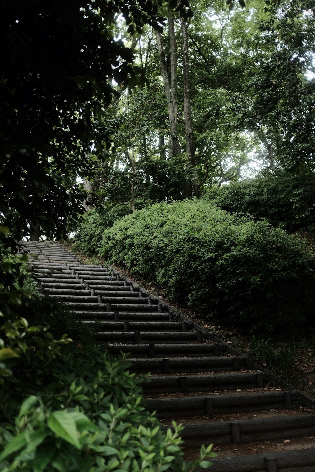 brown concrete stairs between green trees during daytime