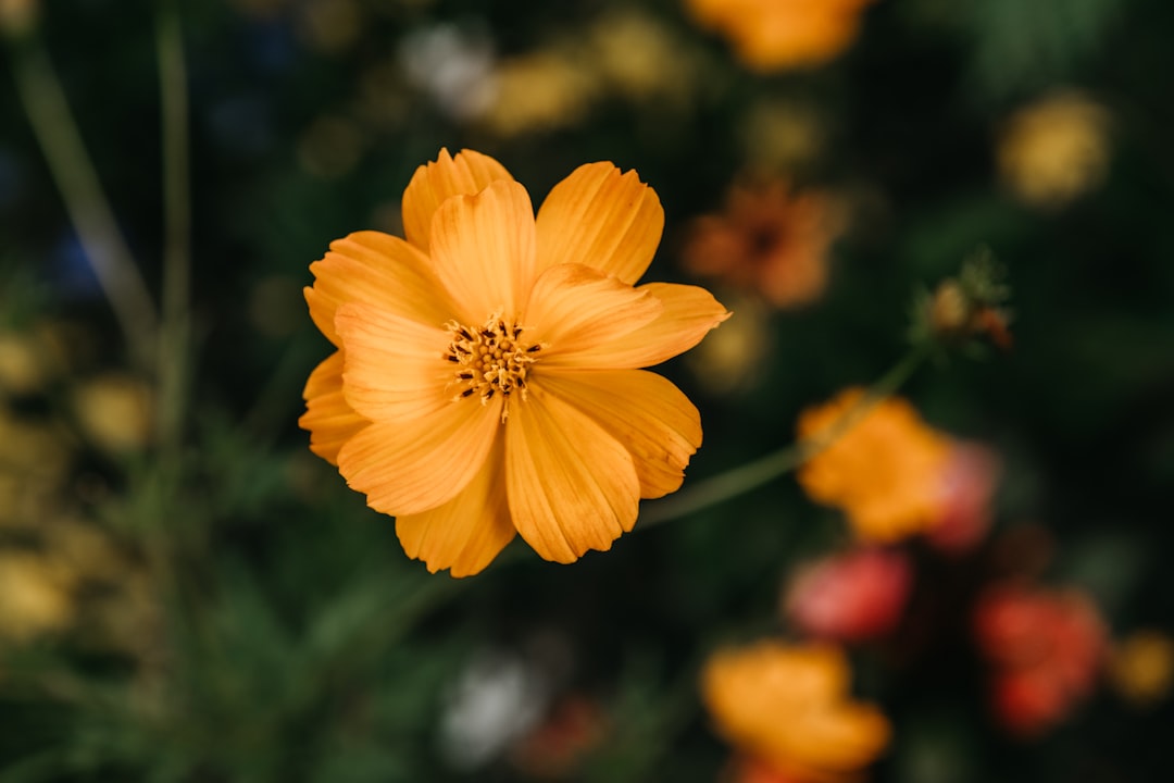 yellow flower in tilt shift lens