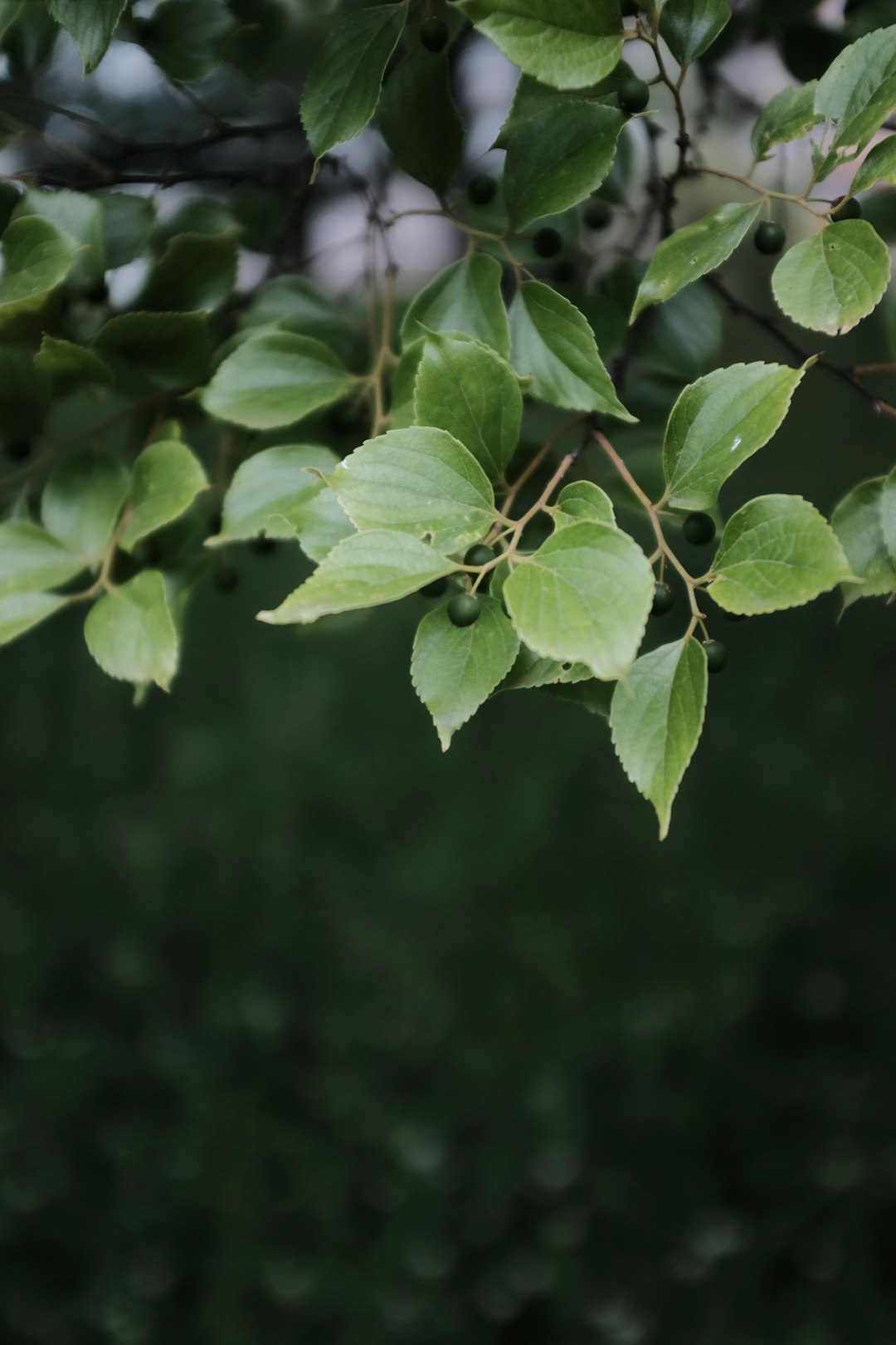 green leaves in tilt shift lens