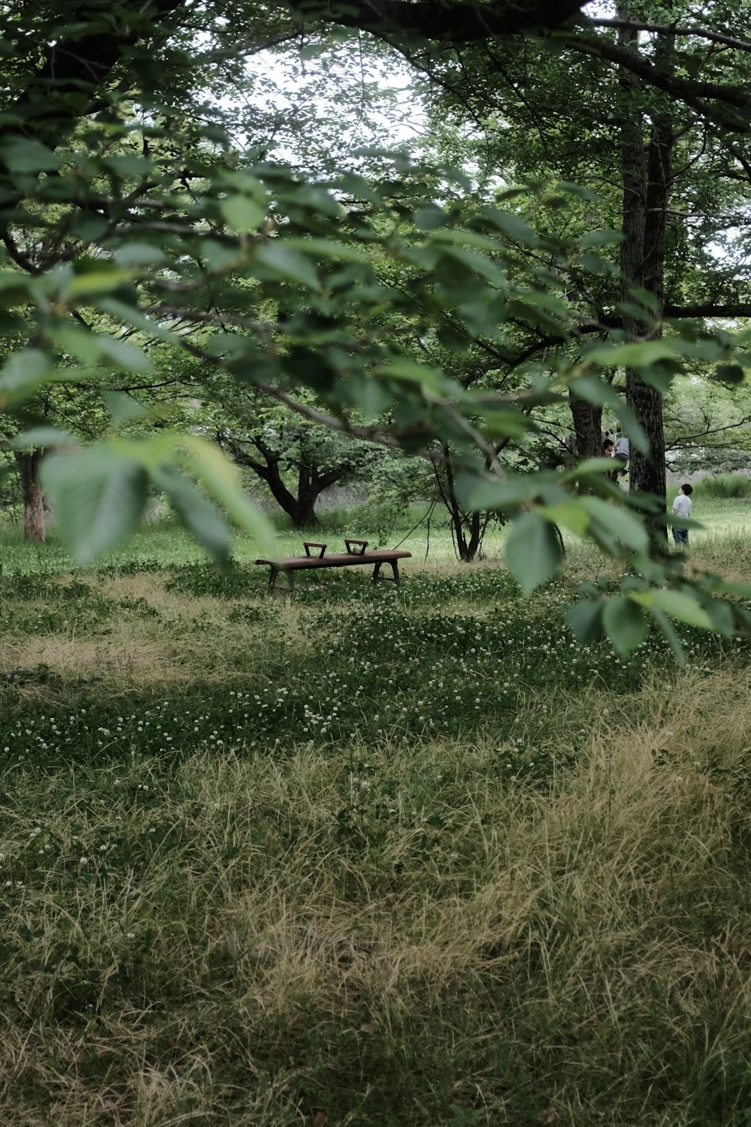 brown wooden bench under green tree during daytime