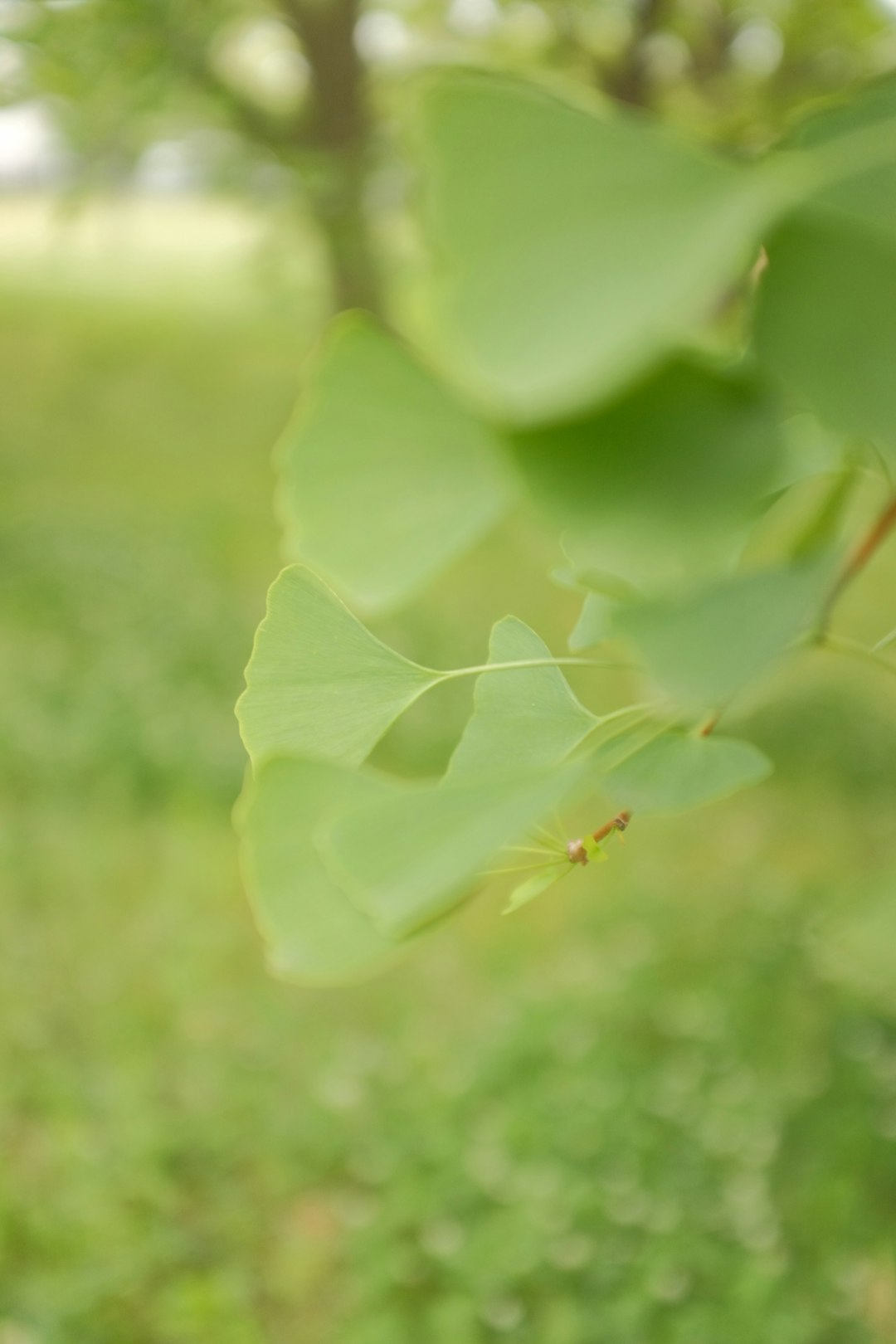 yellow and black insect on green leaf