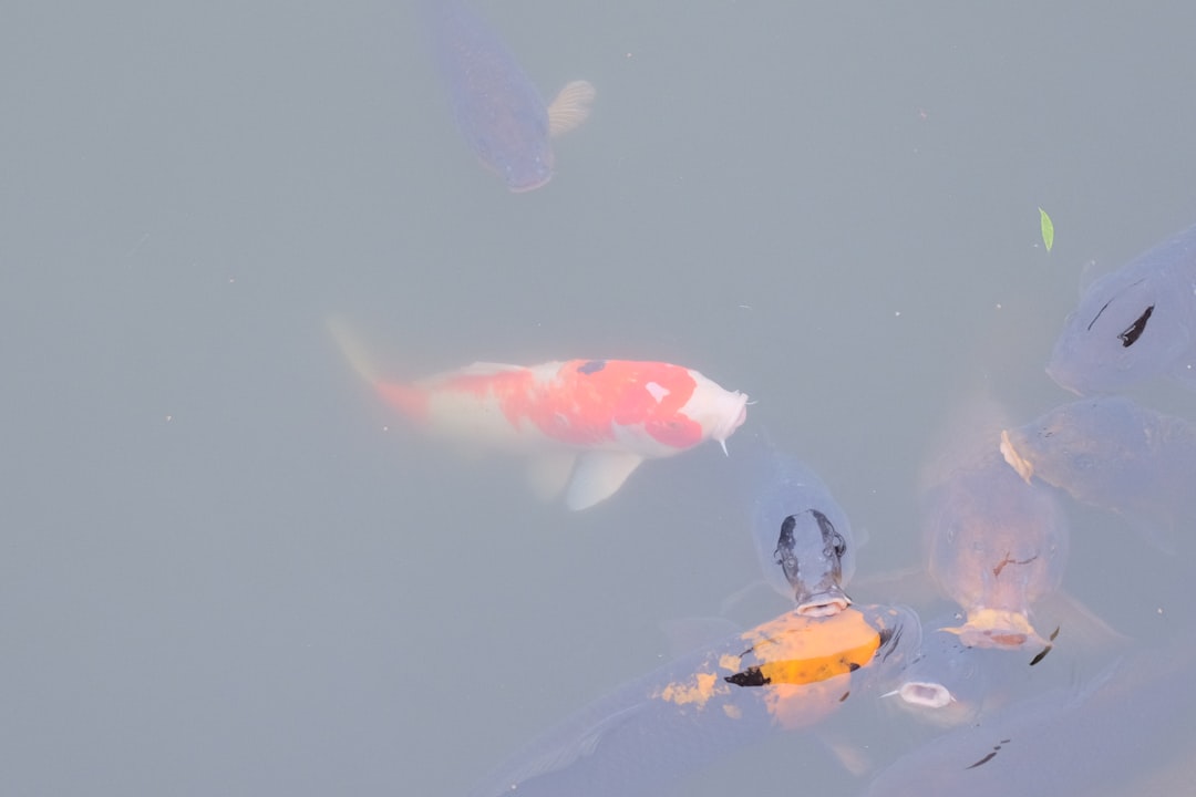 orange and white koi fish