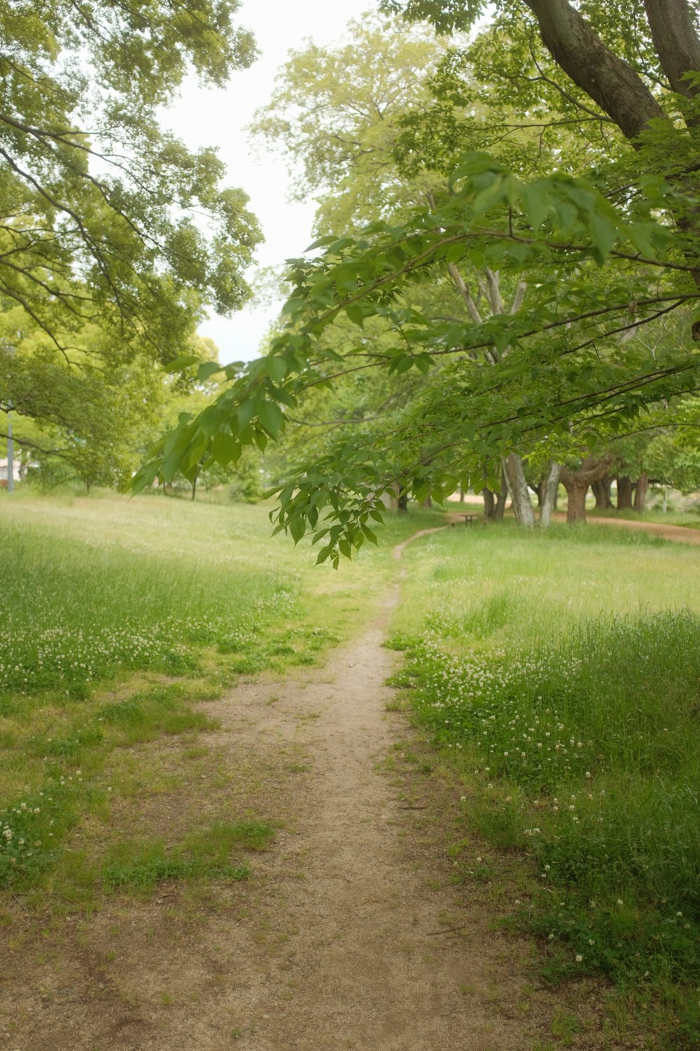 green grass field with trees