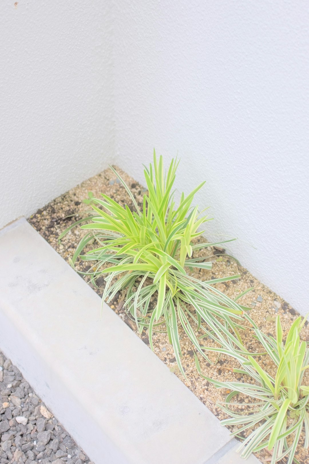 green plant beside white wall