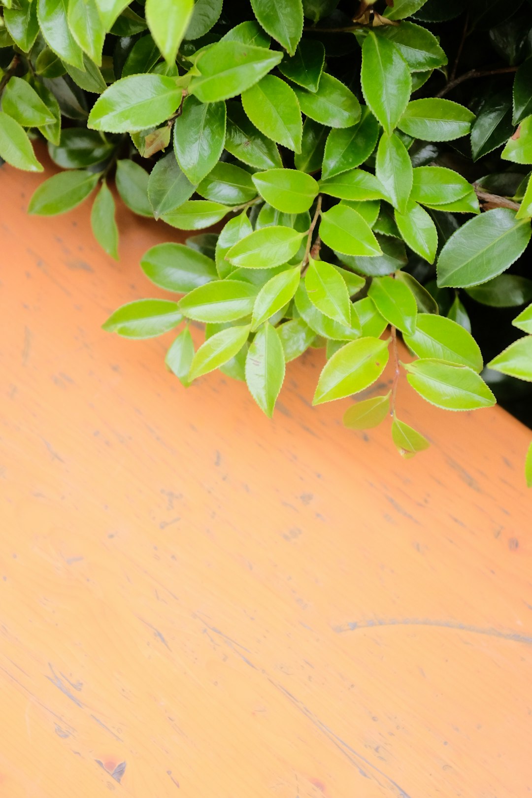 green plant on brown clay pot