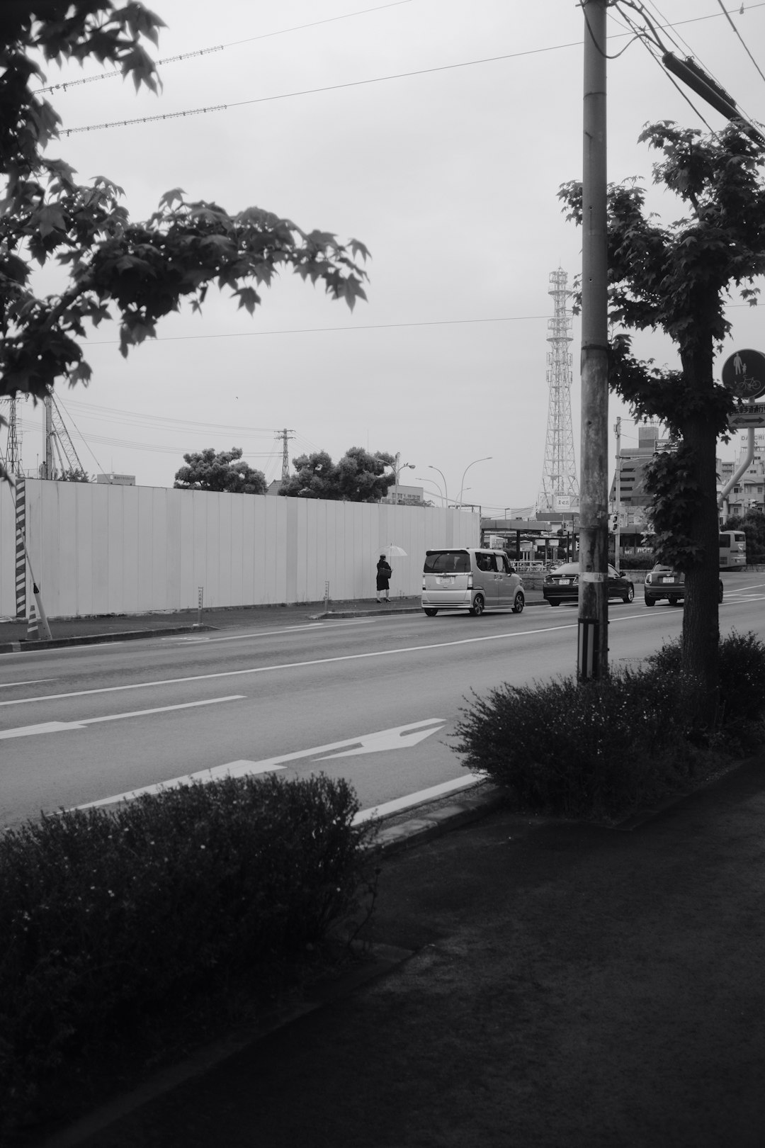 grayscale photo of trees near road