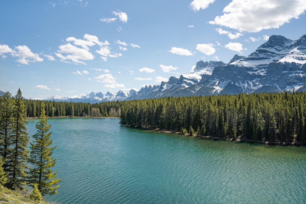 green pine trees near lake under blue sky during daytime