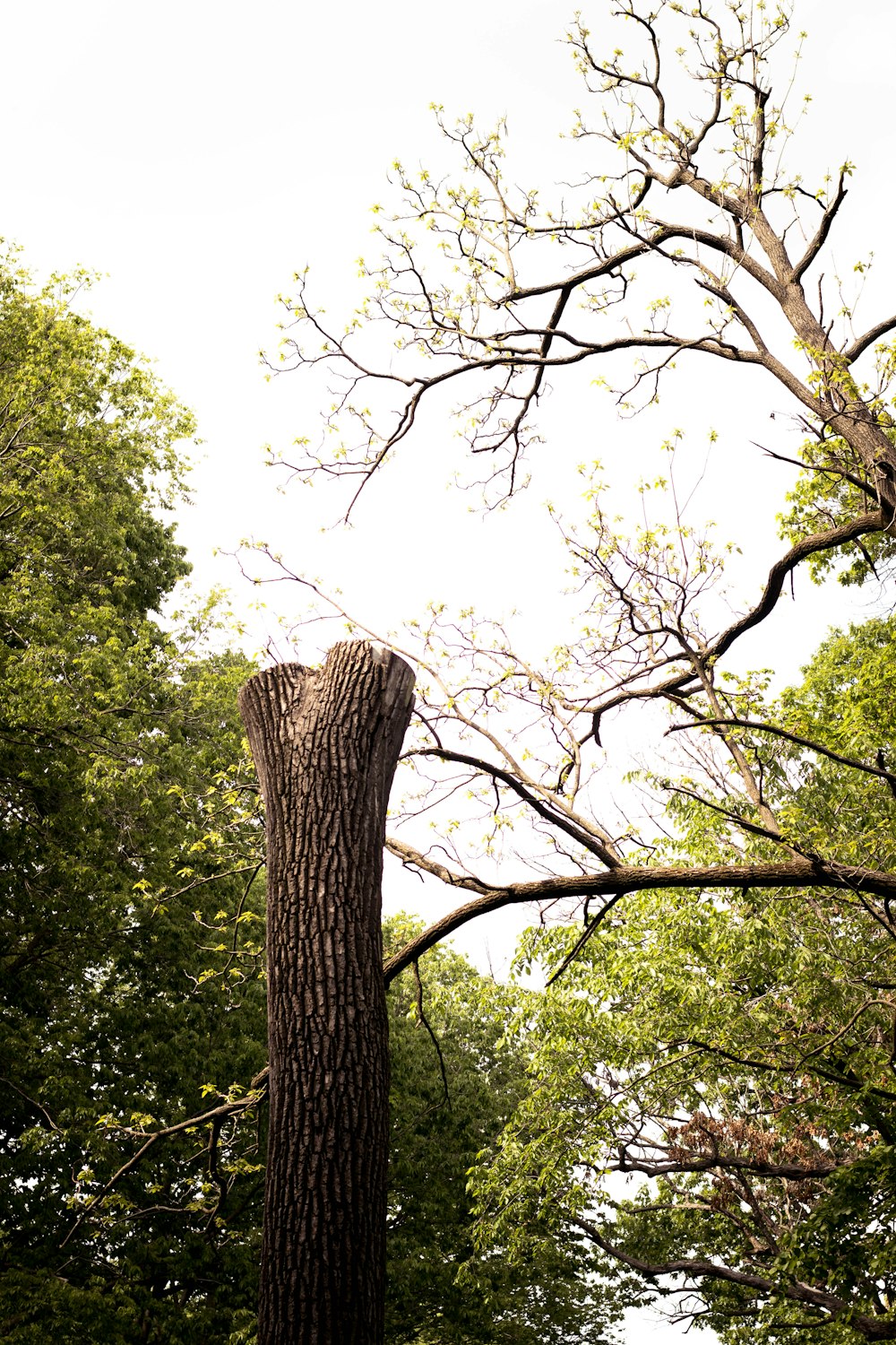 green trees under white sky during daytime